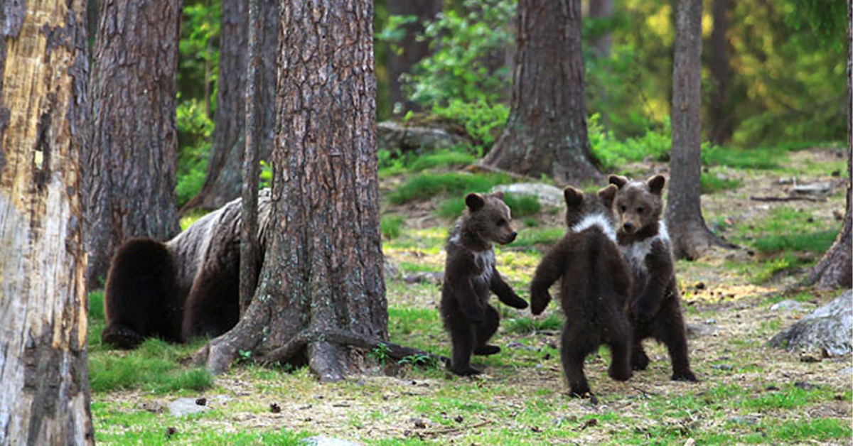 Bear Cubs Who Play Like Children Caught On Camera