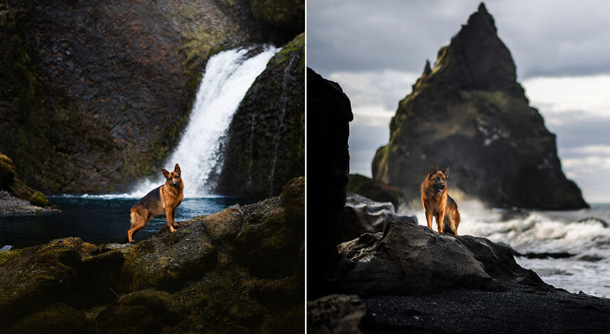 Magical Moments: 40 Photographs Of Dogs In Iceland