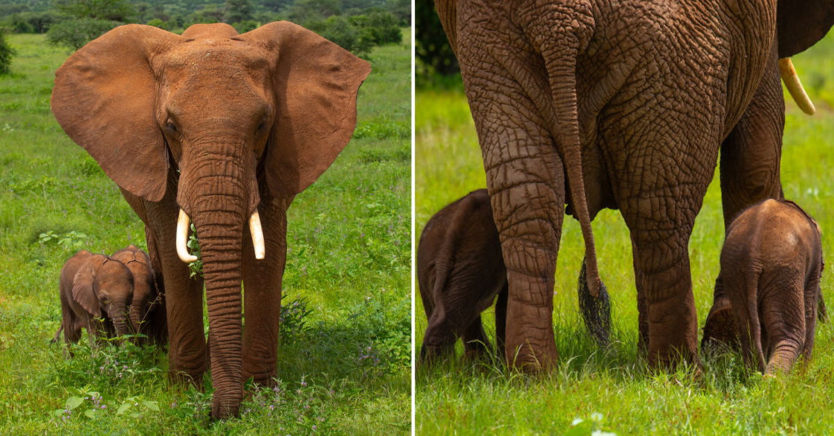A Rare Pair Of African Twin Elephants Born In Kenya