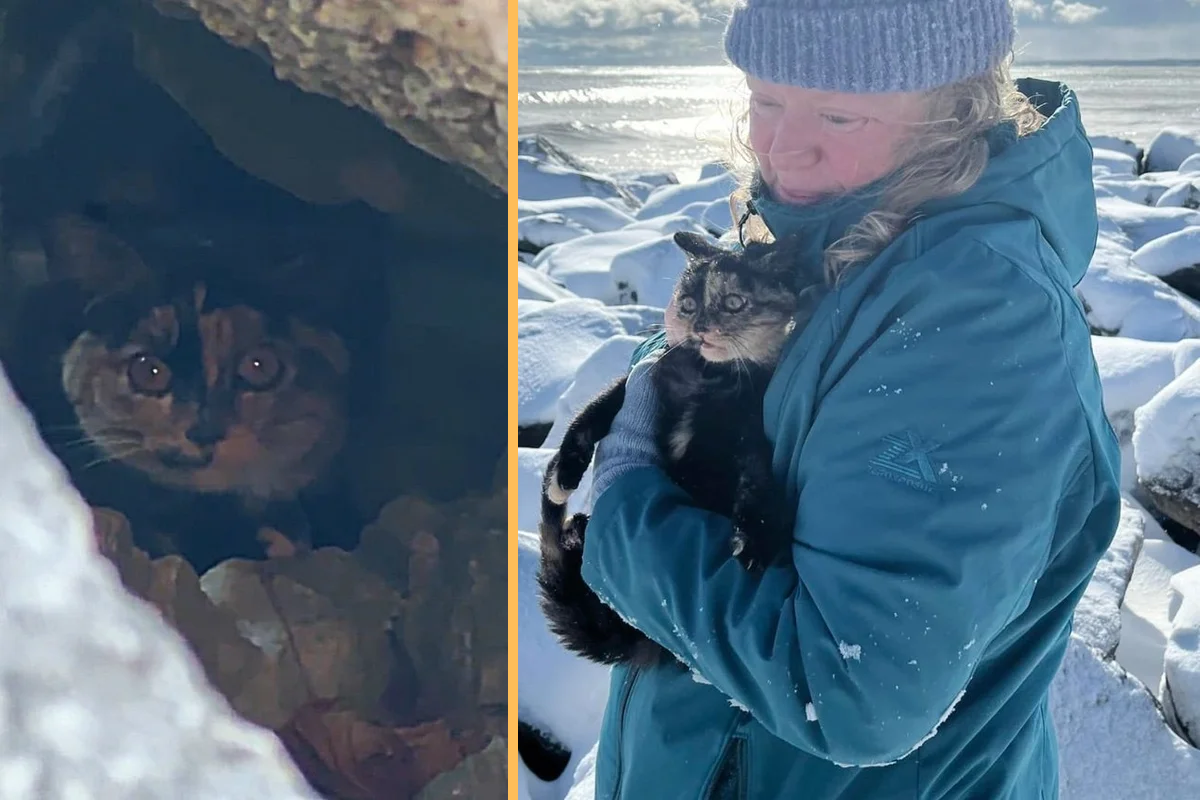 Kitten Hides in Rocks, but Rescuers Keep Trying, Even Amidst Snowstorm, to Save the Young Cat