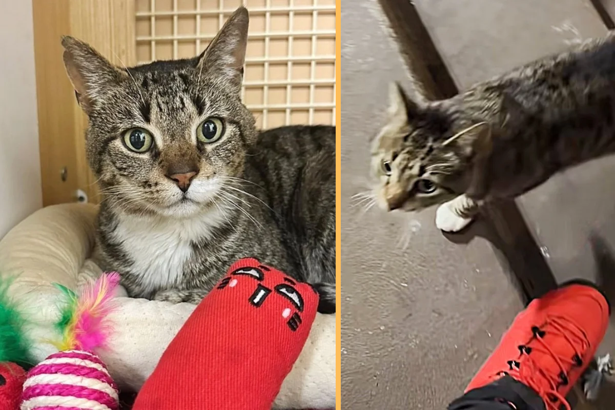 Cat Came Bounding Up to a Rescuer as He was Ready to Start the Good Life He Deserves