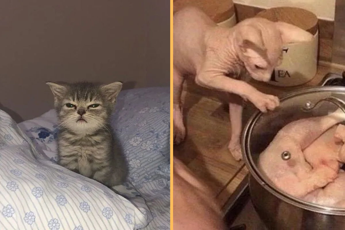 25 of the Funniest Cat Pictures From Instagram