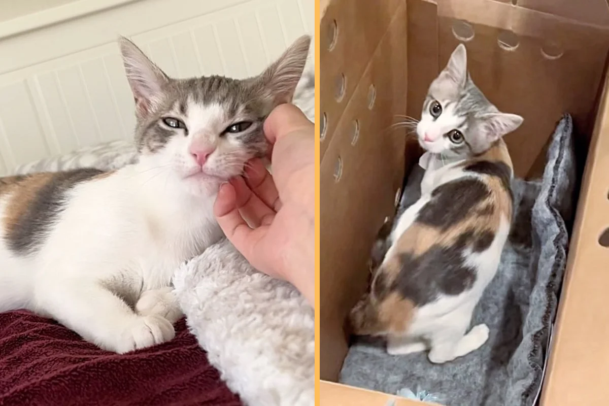 Kitten Left the Shelter After Being There for 3 Months, Now She Has What She Hoped for