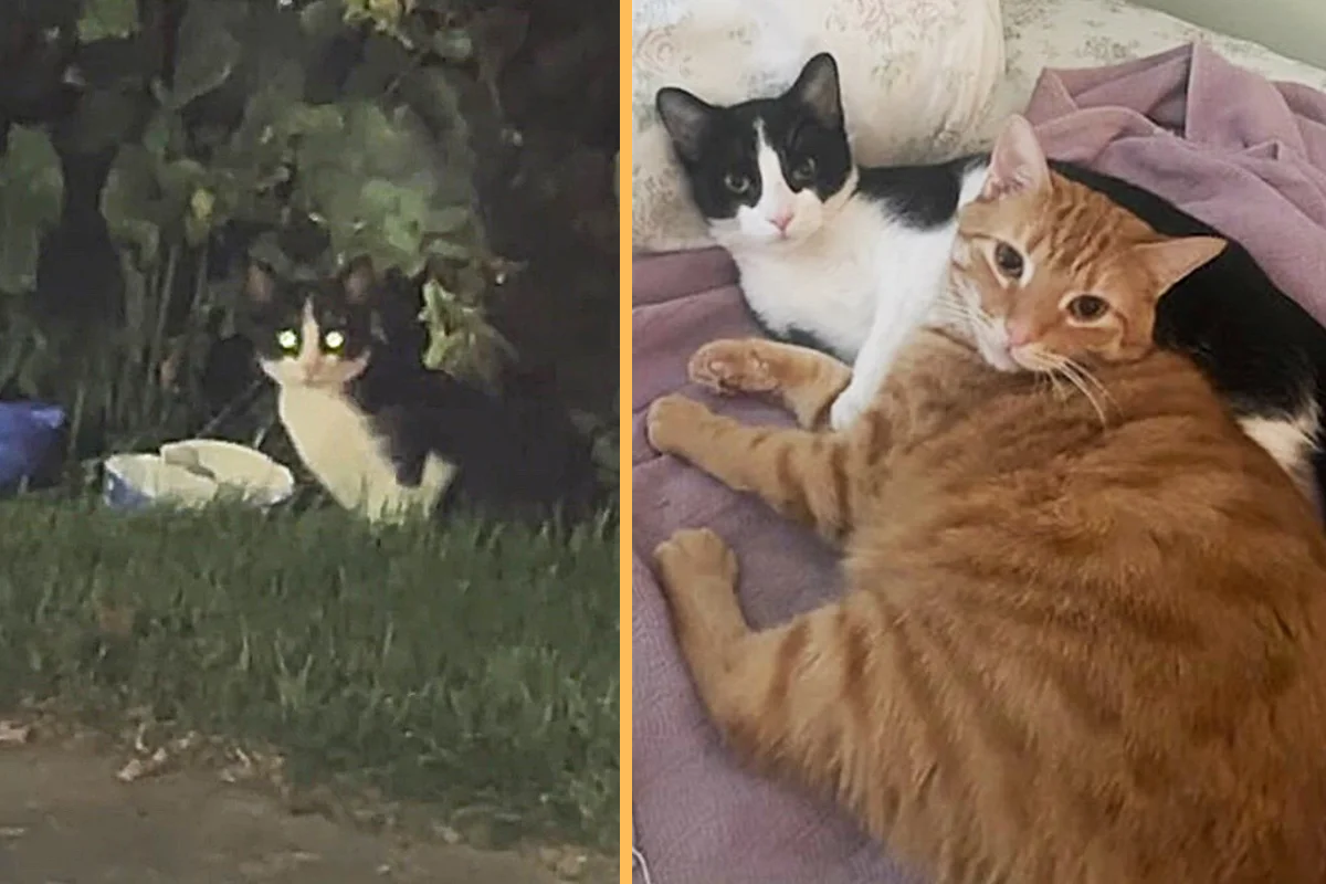 Kitten Ran Around Streets for a Month Until Moving Indoors and Finding Cat He Couldn’t Imagine Life without