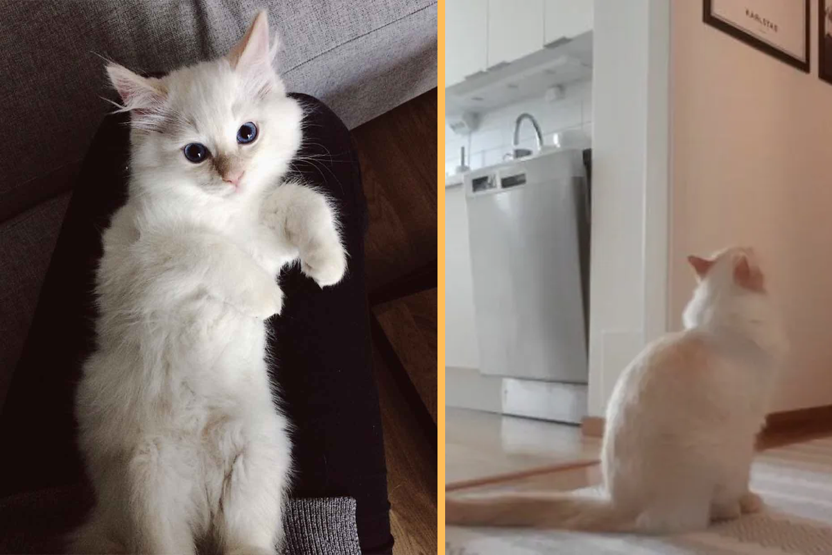 Woman Secretly Filmed Her Cat ‘Home Alone’ and it Broke Her Heart