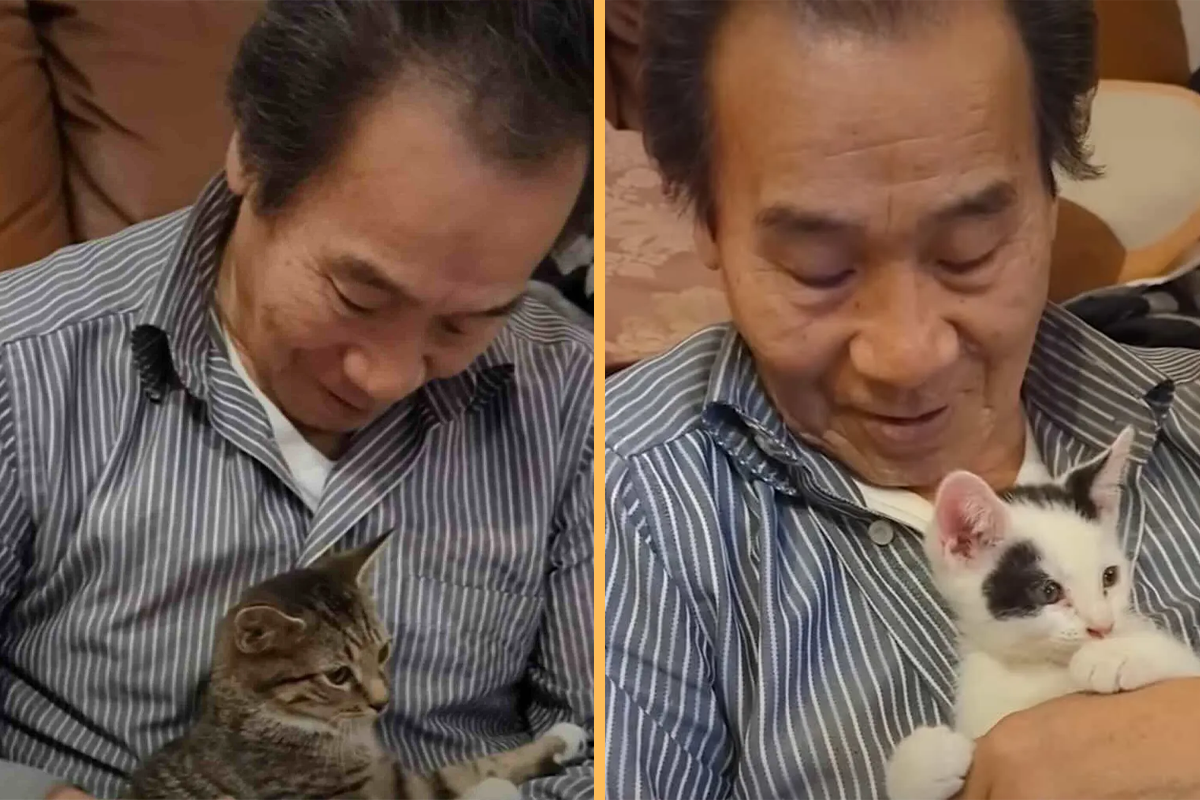 Man Who Said He Wasn’t A Cat Person Fosters 75 Kittens