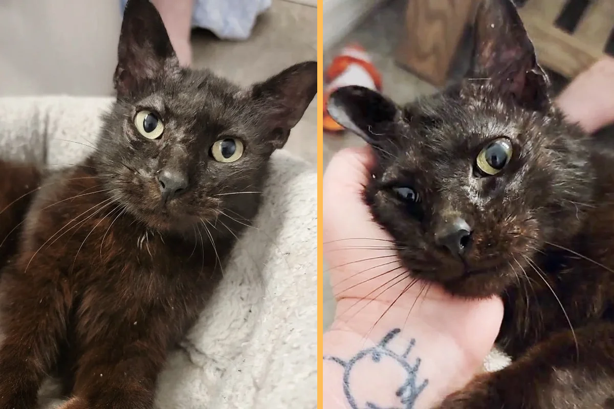 Cat Found in Neighborhood One Week Before Valentine’s Day, Now Looks Like a Different Cat a Year Later