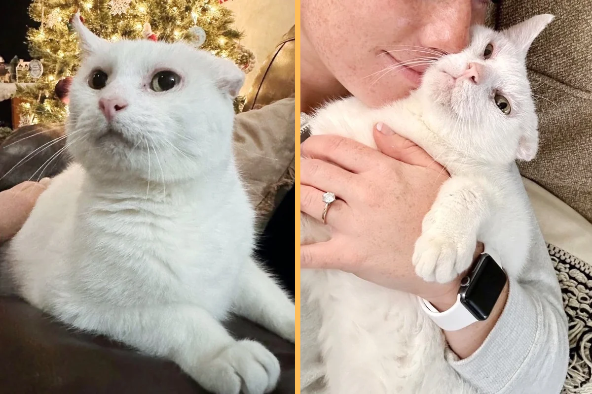 Cat Made Beautiful Transformation Months After He was Saved from the Streets, Now Ready for Forever Home