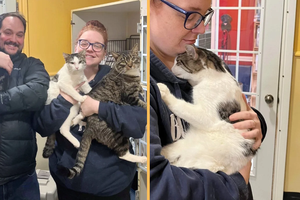 Couple Drove to Shelter for One Cat but Ended Up Being Persuaded by Two More from the Same Room