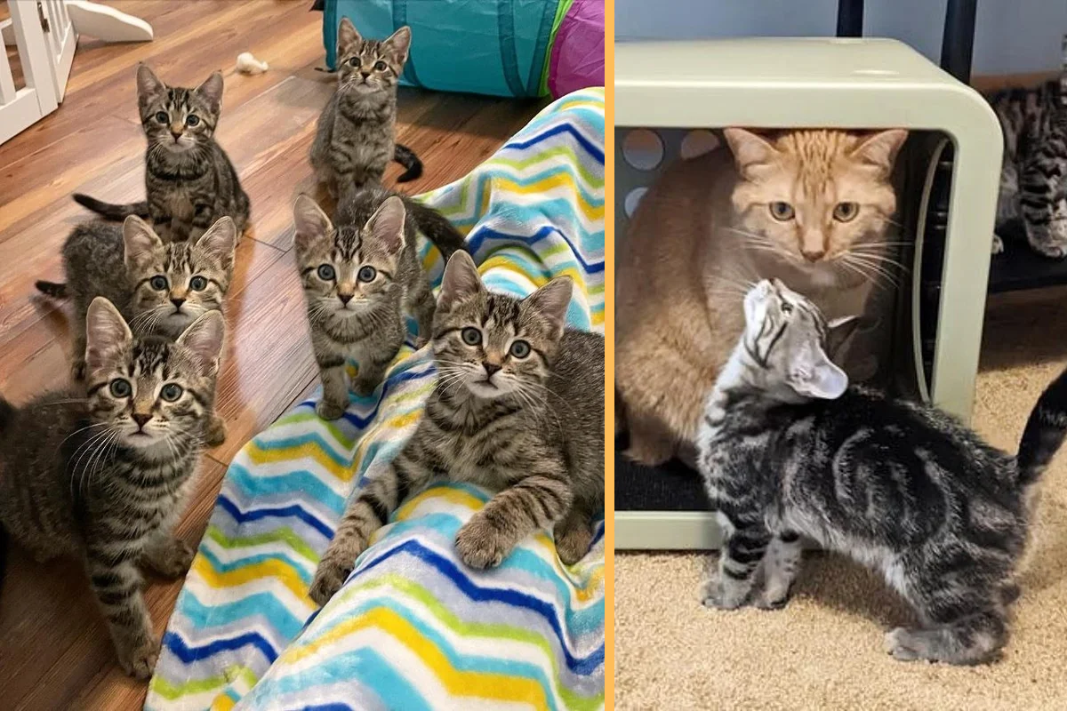 Cat Finds Himself a Crew of Kittens that Follow Him Around and They Won’t Take No for an Answer