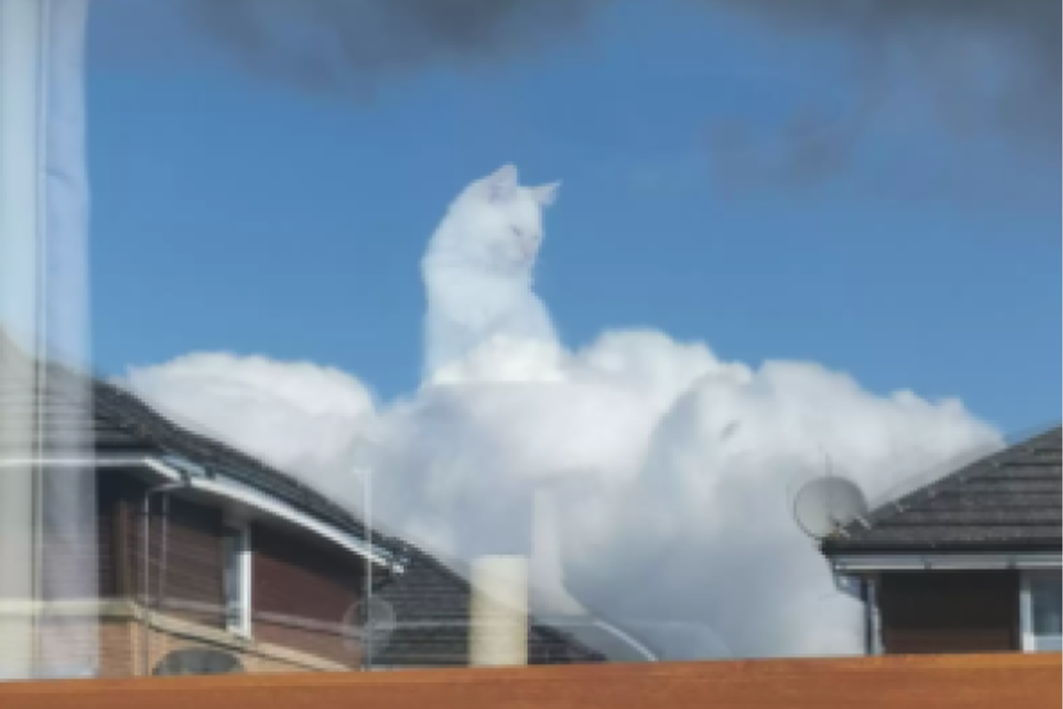 This cute white cat in the clouds has everyone’s attention.