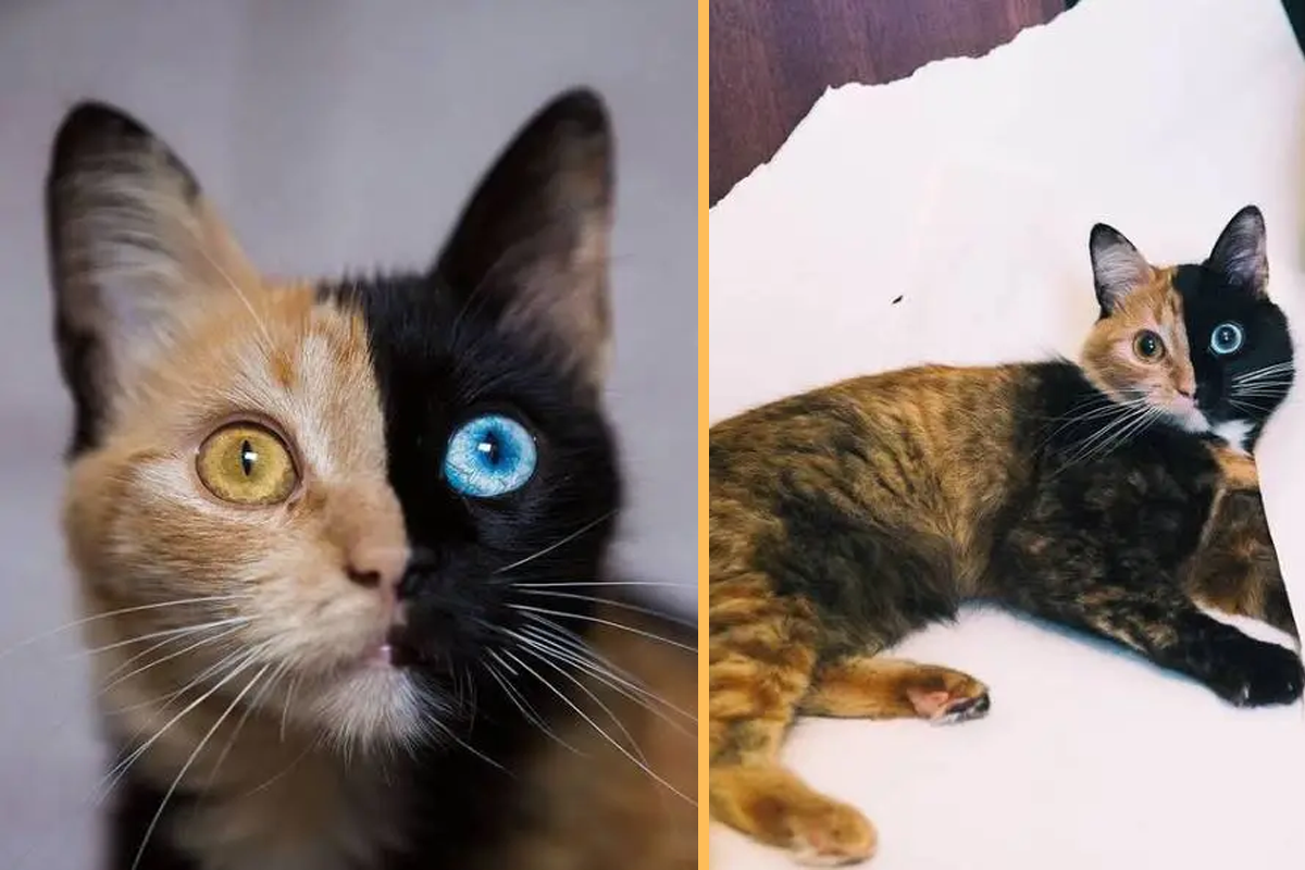 ‘Two-Faced’ Cat: The Most Rare and Beautiful Feline You’ve Ever Laid Eyes On!