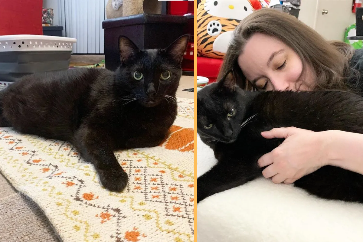 No one wanted to adopt this black cat until Nikki came along.