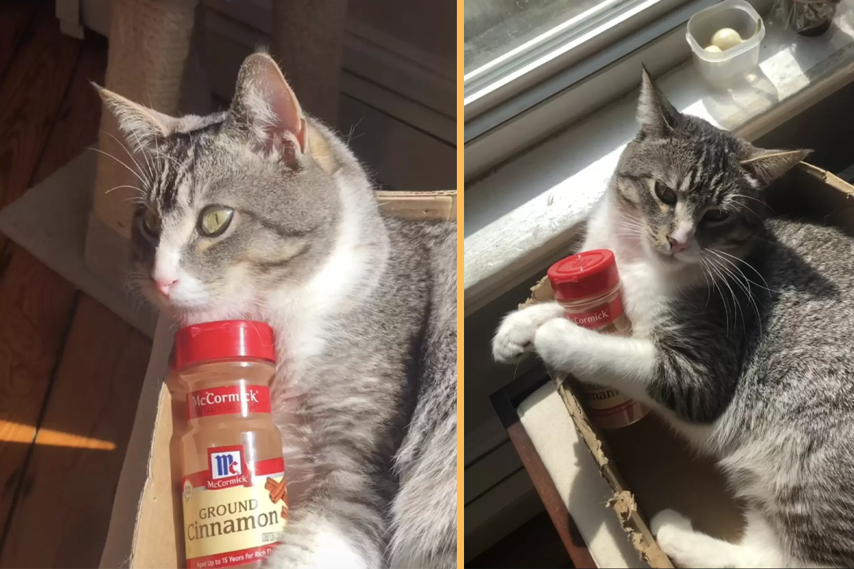 Cat Becomes Completely Obsessed With An Empty Cinnamon Bottle