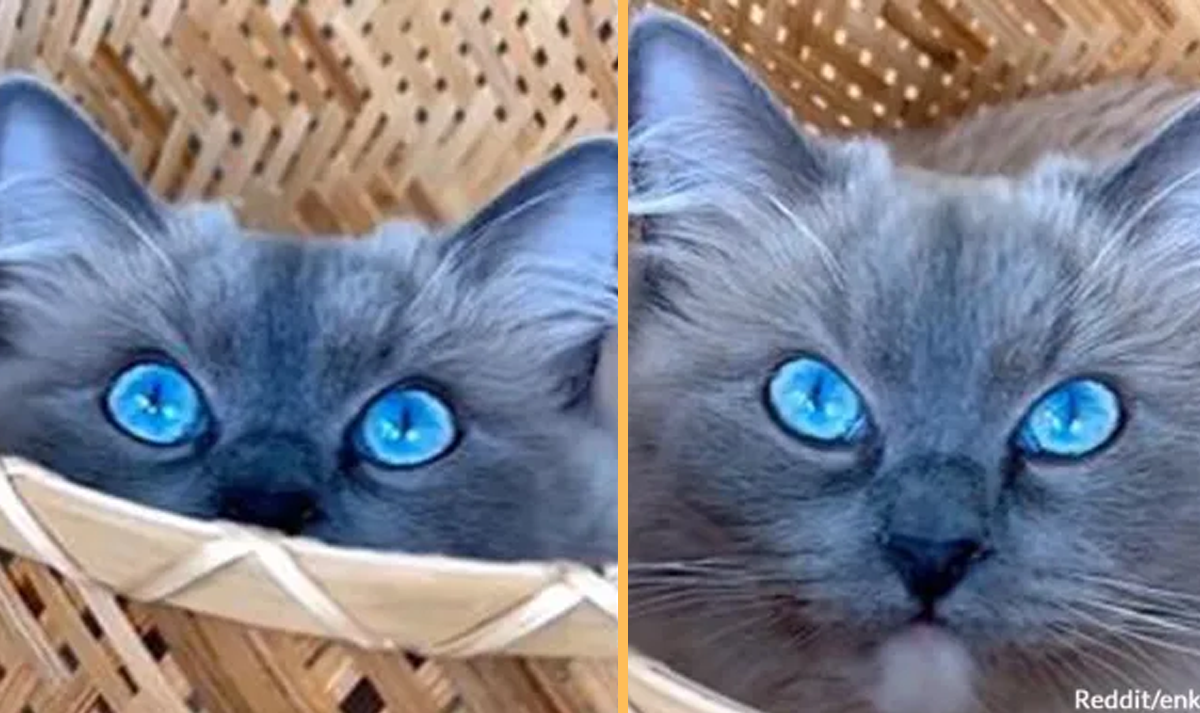 A Cat Mesmerizes The Internet With Her Stunning and Surreal Blue Eyes