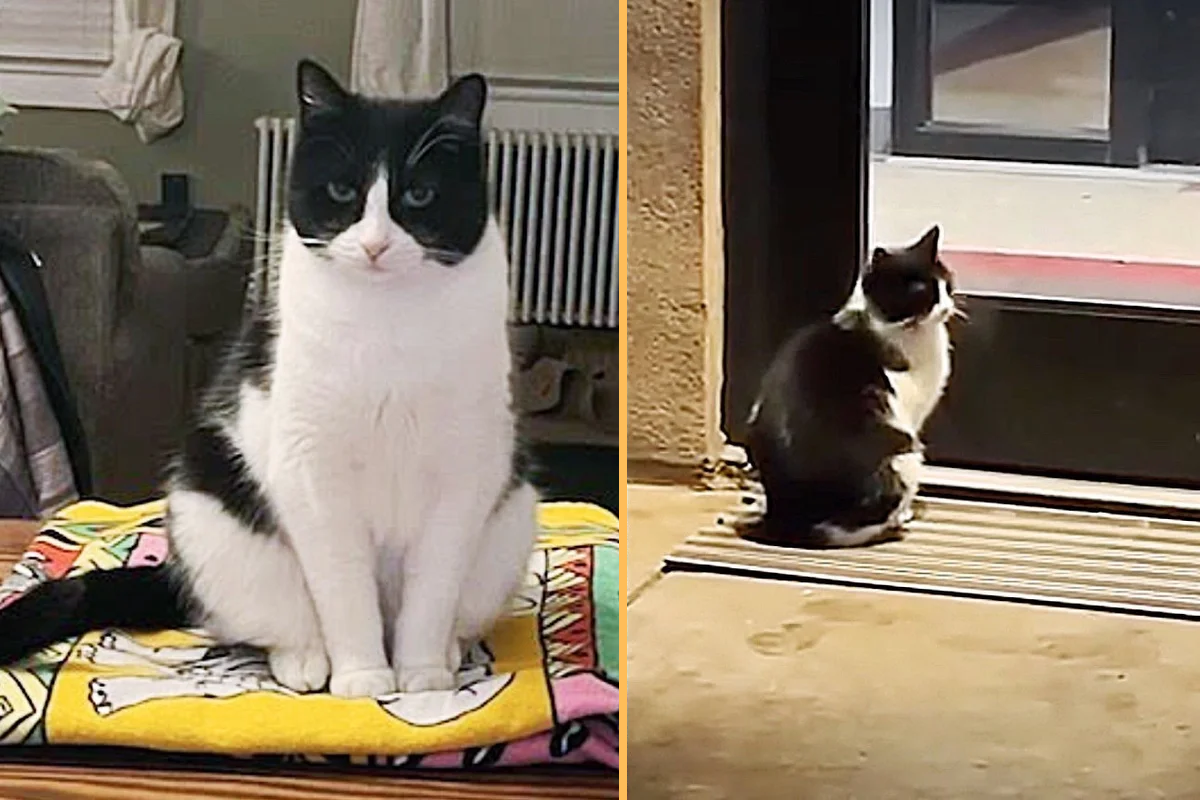 Cat Seen ‘Knocking’ on the Door of Building Gets Her Wish After Two Days of Waiting