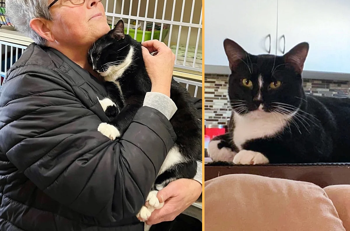 Cat Overlooked for Almost a Year at Animal Shelter Until Perfect Family Came for Him, He Couldn’t Be Happier