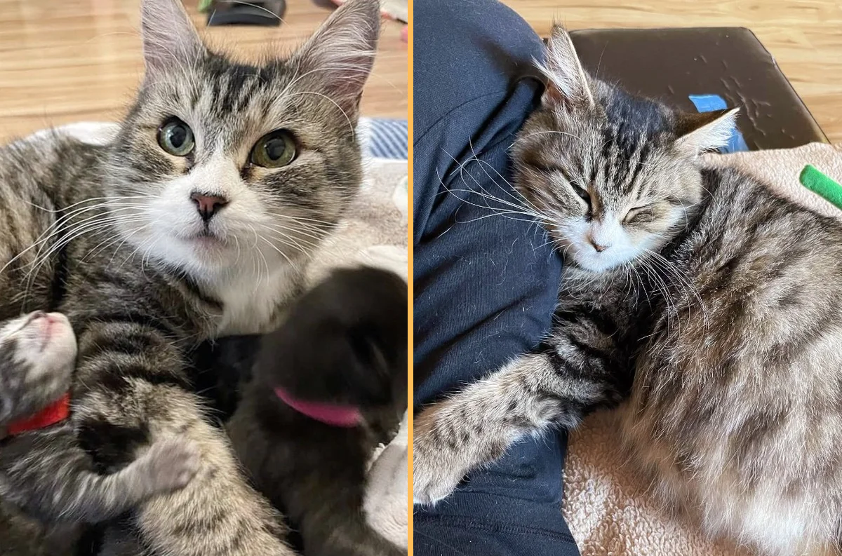 Cat Found Behind a Grocery Store Asking Around for Attention, Turns Out She Has Many Kittens to Feed