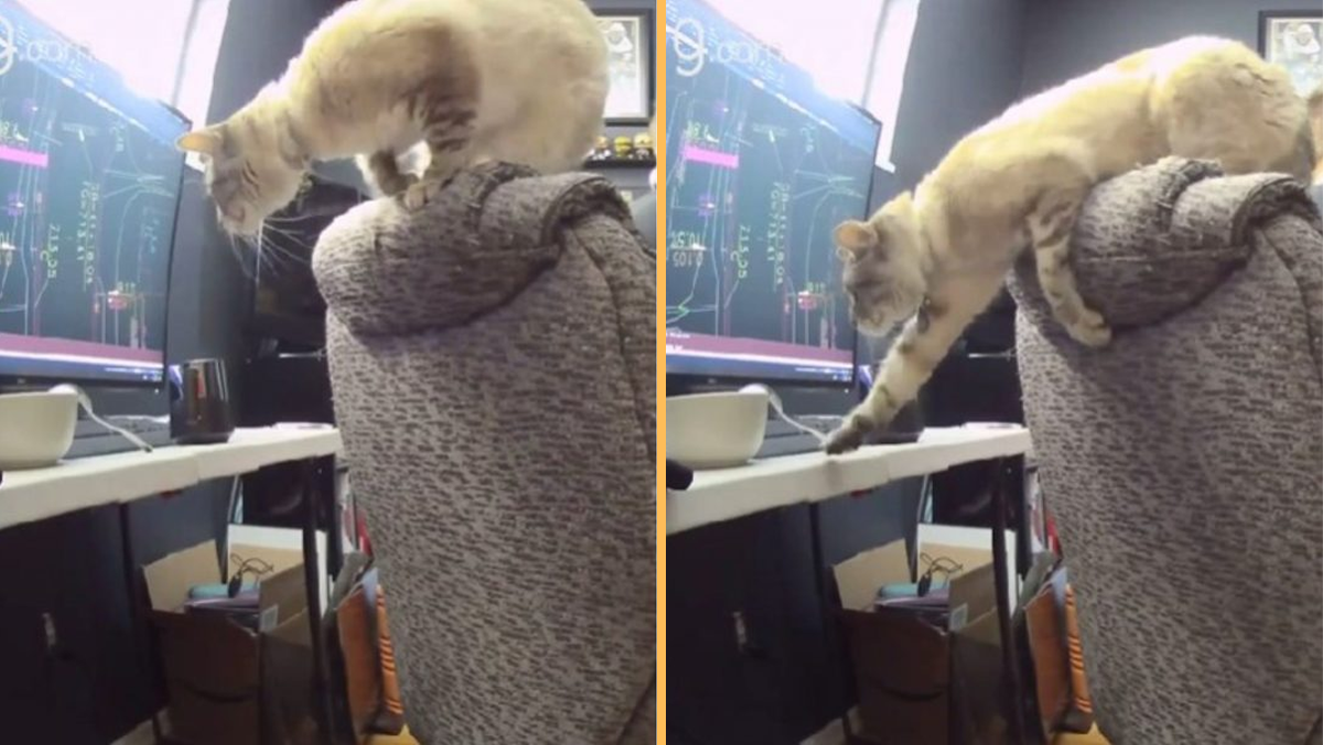 This Video Of A Cat Risking Her Life While Stealing Oatmeal From Her Owner Will Make Your Day
