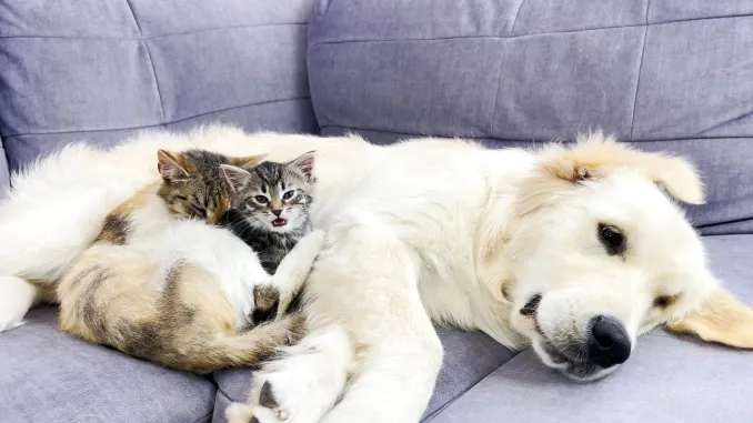 Tiny Kitten Finds a Second ‘Mommy Cat’ in Golden Retriever