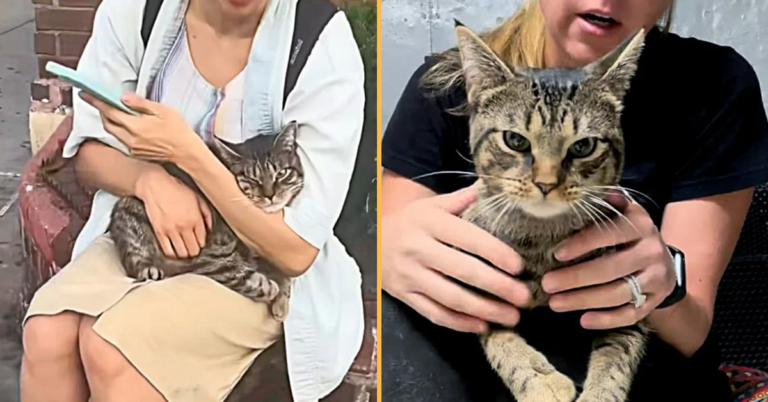 Cat Hiding on the Stairs of Subway Station Turns into a Total Lap Cat within Days