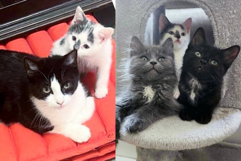 Man Helped Cats After They Lost the Only Place They’d Ever Known, One of Them Had Kittens