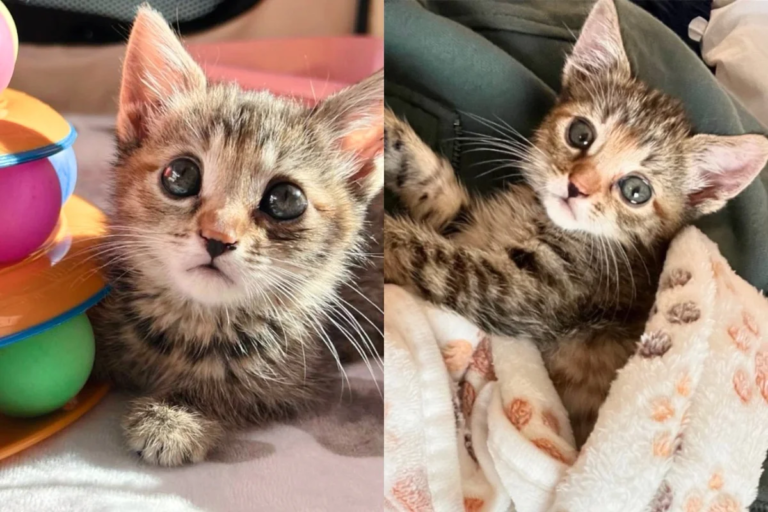 Kitten Turns a Corner Just 24 Hours After Moving from Shelter into Comfy Home