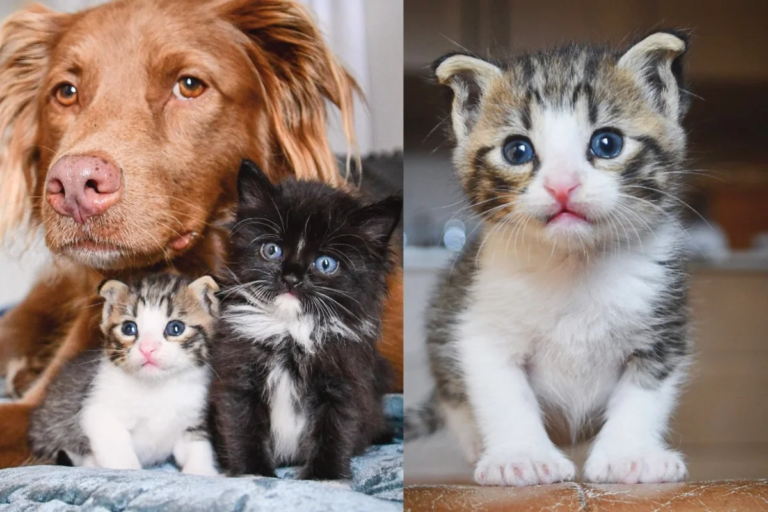 Tiny Kittens Saved from the Storm Follow Everyone Around, Thinking They are Part Dog