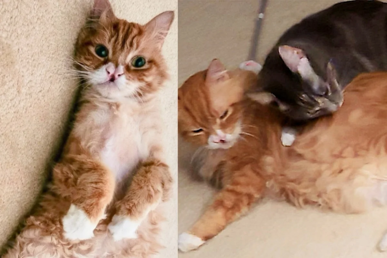 Ten-year-old Cat with Heart of Gold Helps Another Cat Be Brave in Most Heart-melting Way
