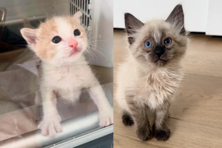 Orphan Kitten Meets Another Cat Who Desperately Wants Companion, Now They Can’t Get Enough of Each Other