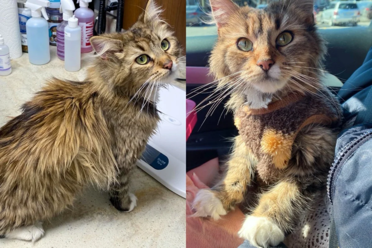 Person Notices Cat Looking for Food and Can’t Leave Her Behind, After She’s Inside, Her True Self Blossoms