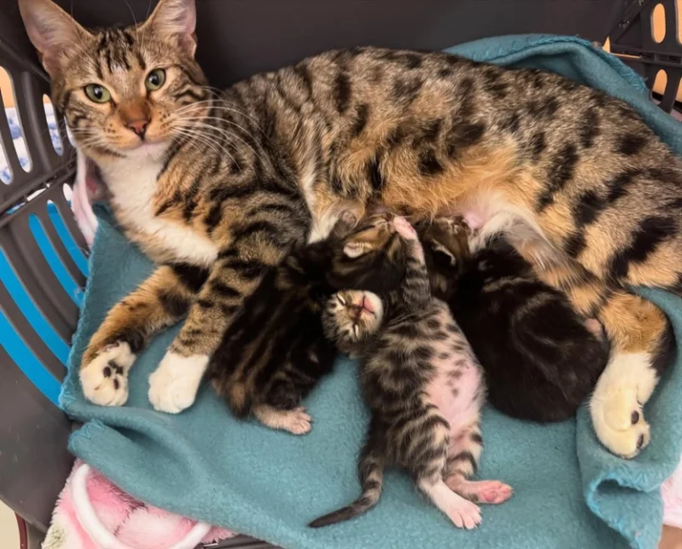 Cat Taken in Days Before Having Kittens, Now She Has Great Canine Assistant Wanting to Lend a Paw