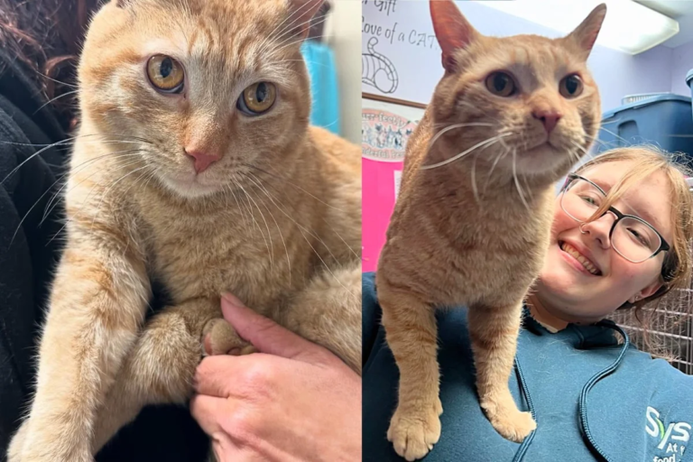 Cat Left Out on the Streets Found His Way into Shelter, Determined to be Someone’s One and Only