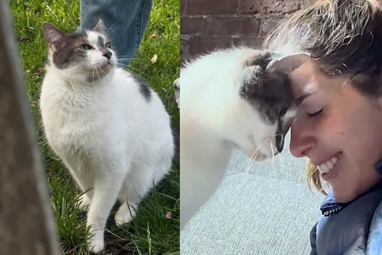 Cat Waits in Park, ‘Trimming’ the Lawn and Hoping People Find Him and Recognize His Greatness