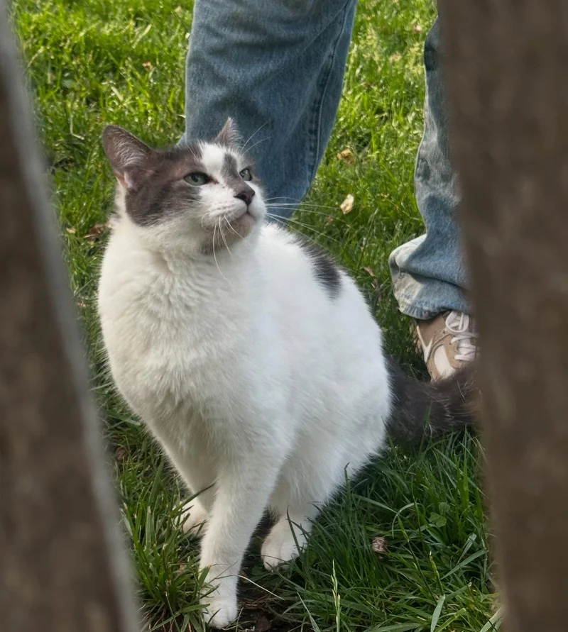stray cat lawn