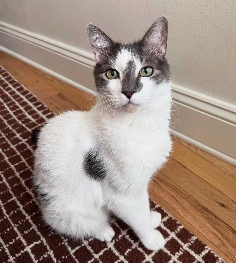 cat friendly home