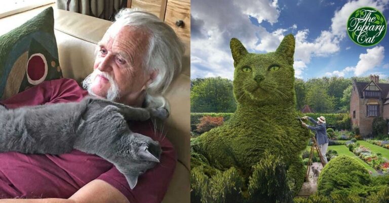 19+ Heartfelt Illustrations A Man Created To Remember His Beloved Cat